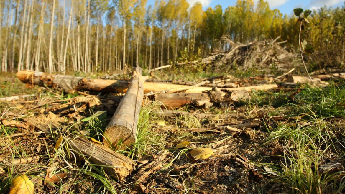 APPA denuncia que los requisitos de la subasta de biomasa han distorsionado el resultado